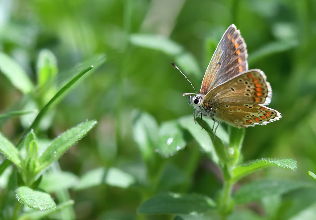 DS5_8945.jpg