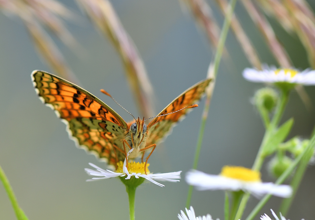 DS5_9170.jpg