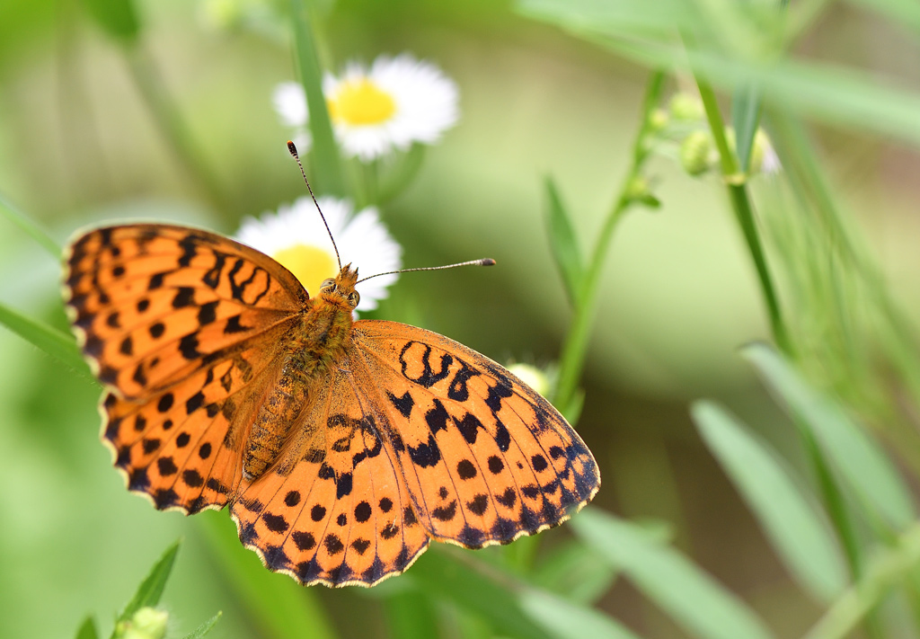 DS5_9208.jpg