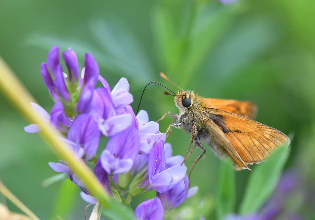 DS5_9271.jpg