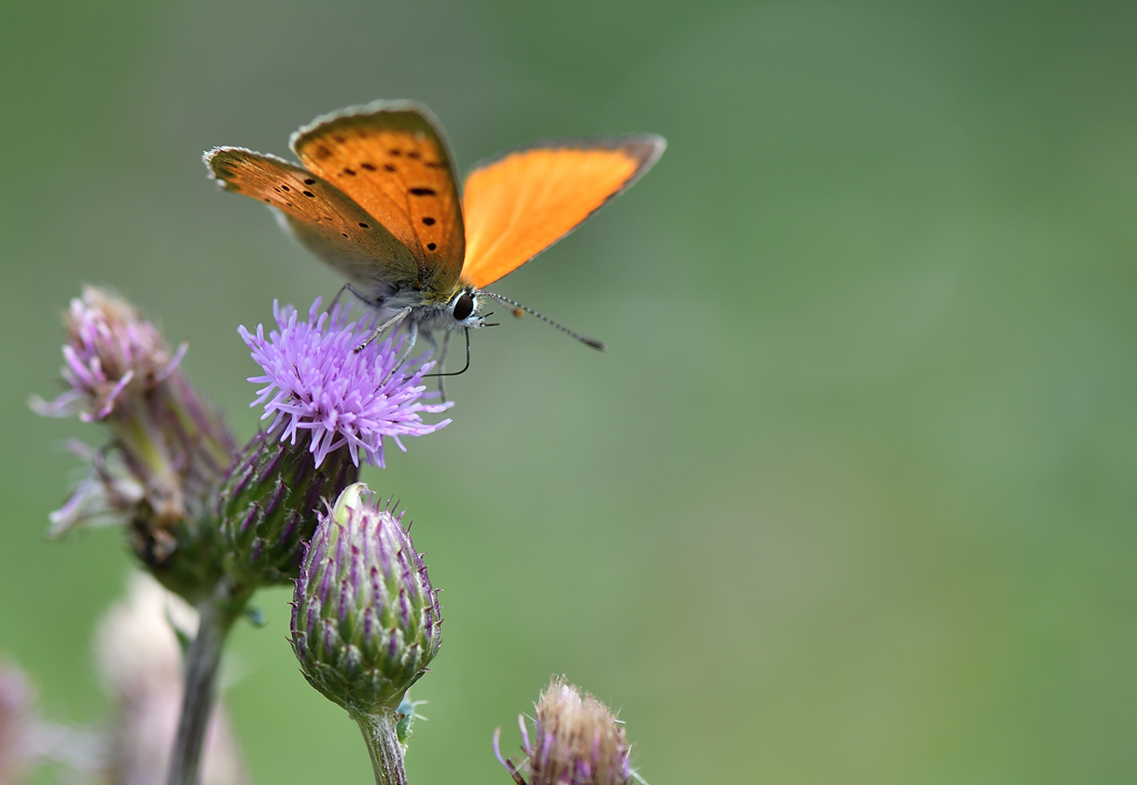 DS5_9424.jpg