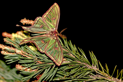 Graellsia isabellae-Isabelle Auzet 2009.jpg