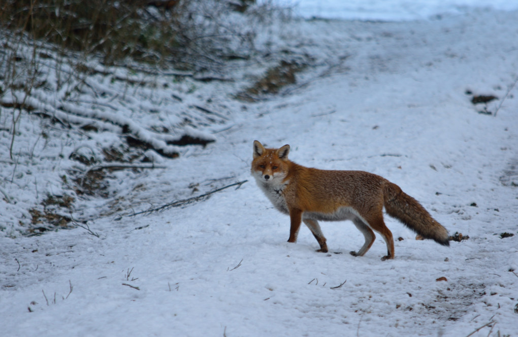 DSC_6280-renard-corr-rec-1020.JPG