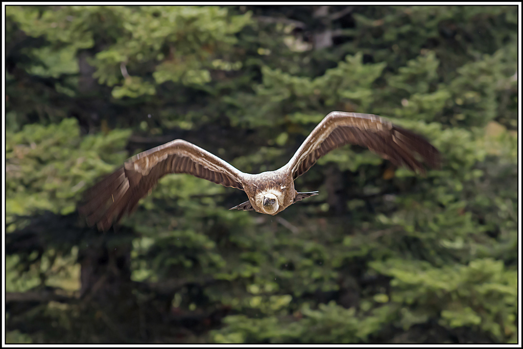 vautour-fauve(234).jpg