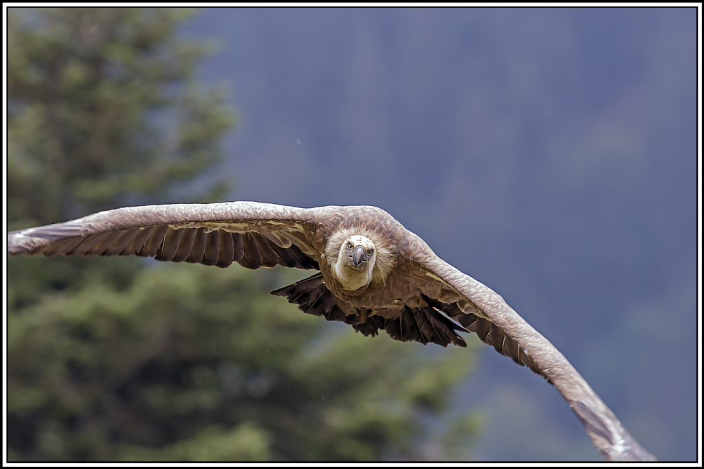 vautour-fauve(238).jpg
