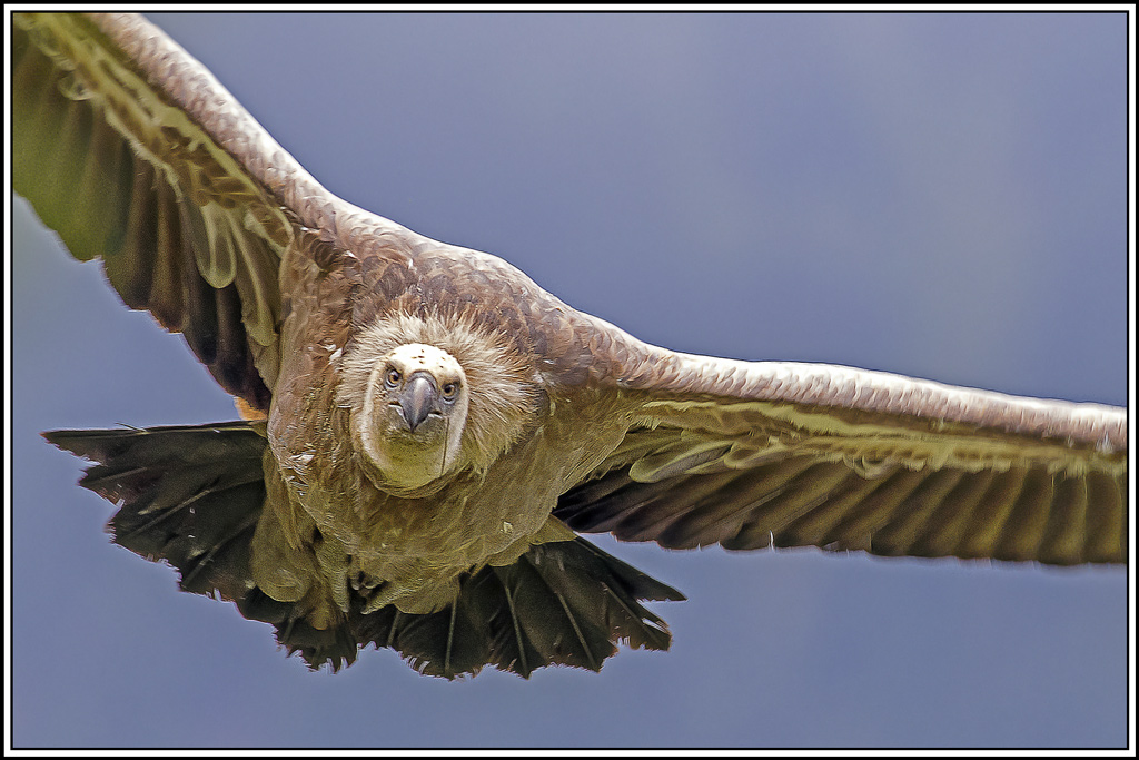 vautour-fauve(239).jpg