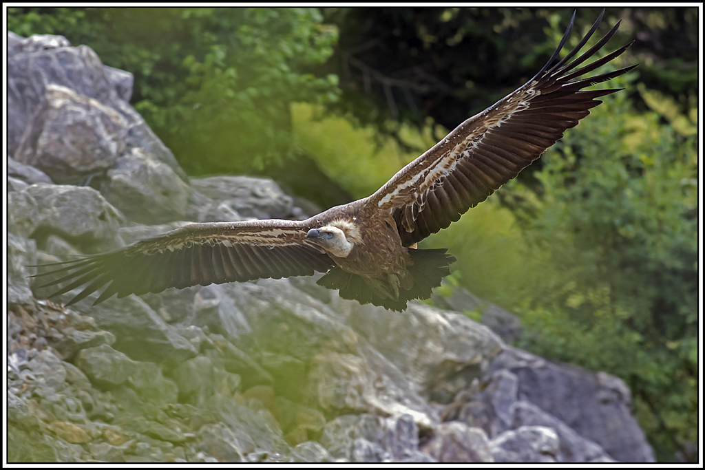 vautour-fauve(256).jpg
