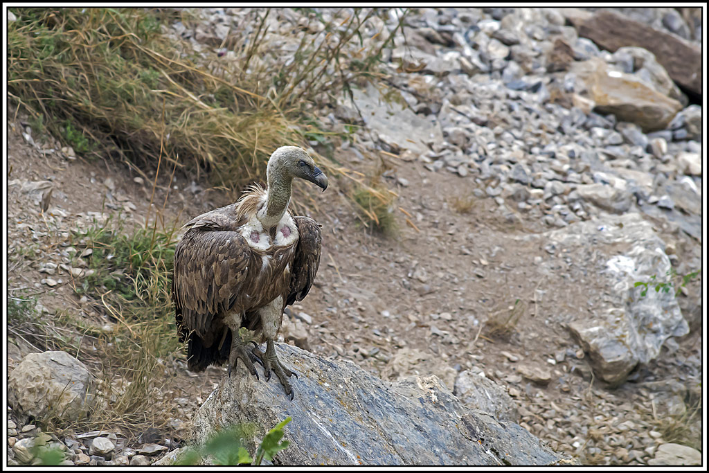 vautour-fauve(260).jpg