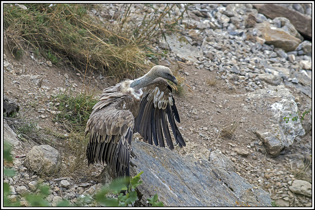vautour-fauve(264).jpg