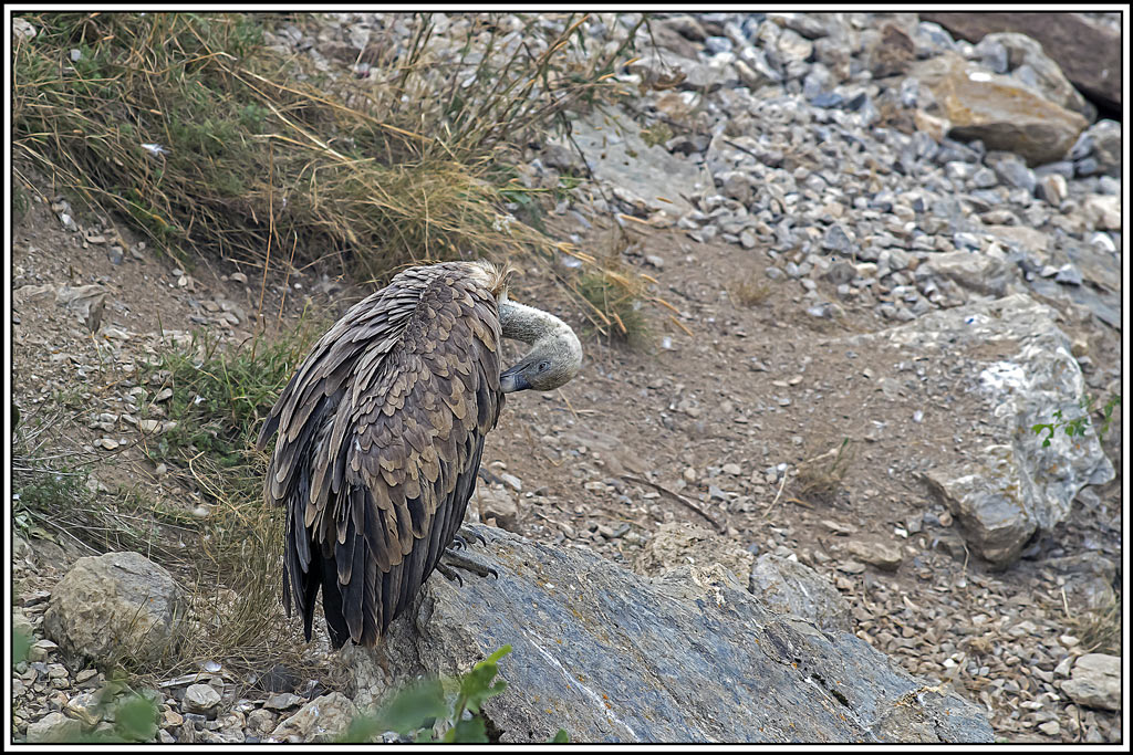 vautour-fauve(295).jpg