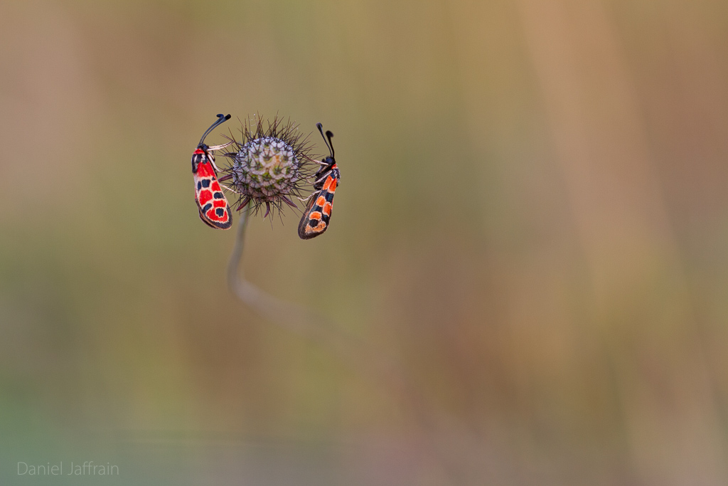 Image et Nature-1-282.jpg