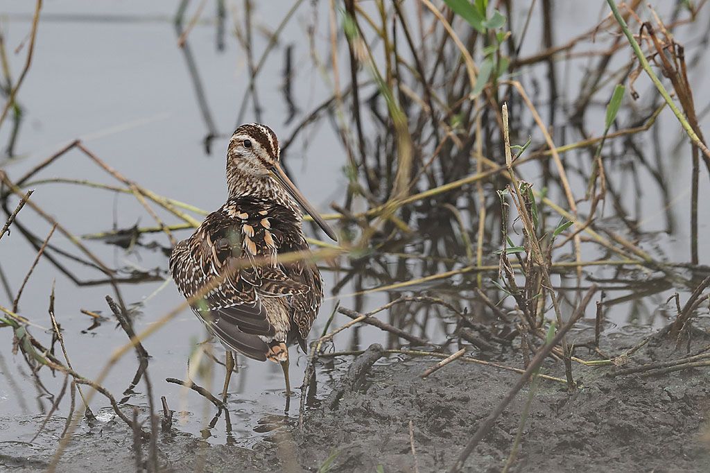 Bécassine des marais 2 J Rivière.jpg
