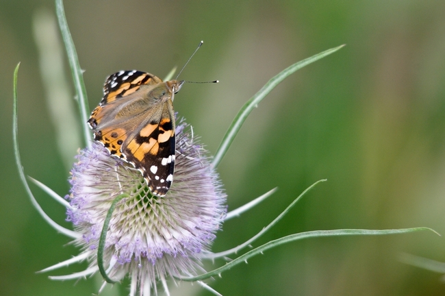 papillon-3-3.jpg