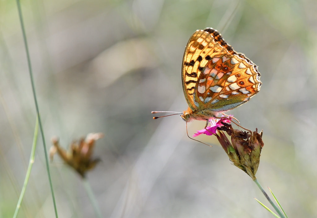 DS5_2861.jpg