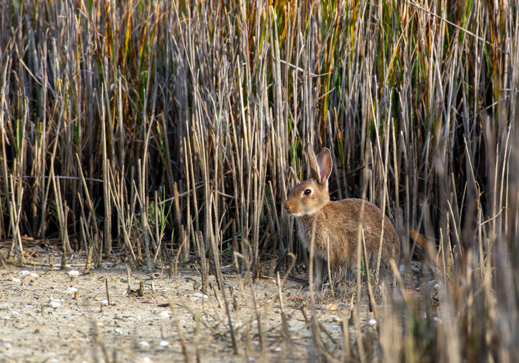 DSC_4986.jpg