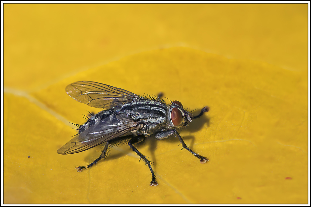 mouche-a-damier(sarcophaga-carnaria)(13_16).jpg