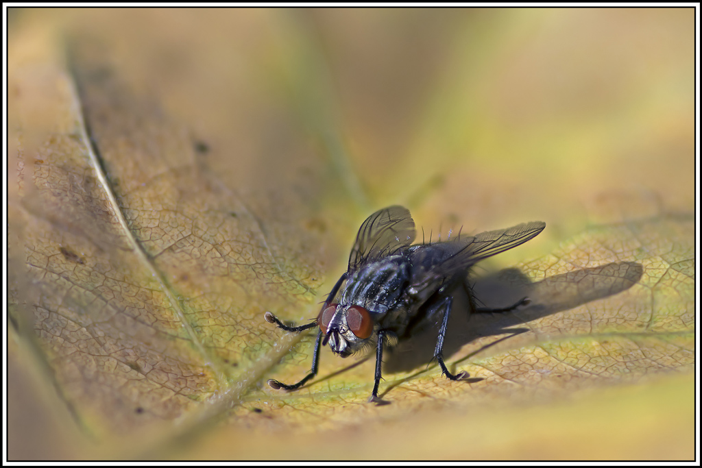 mouche-a-damier(sarcophaga-carnaria)(1_5).jpg