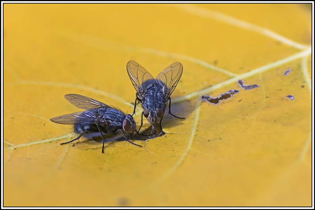mouche-a-damier(sarcophaga-carnaria)(20_25).jpg