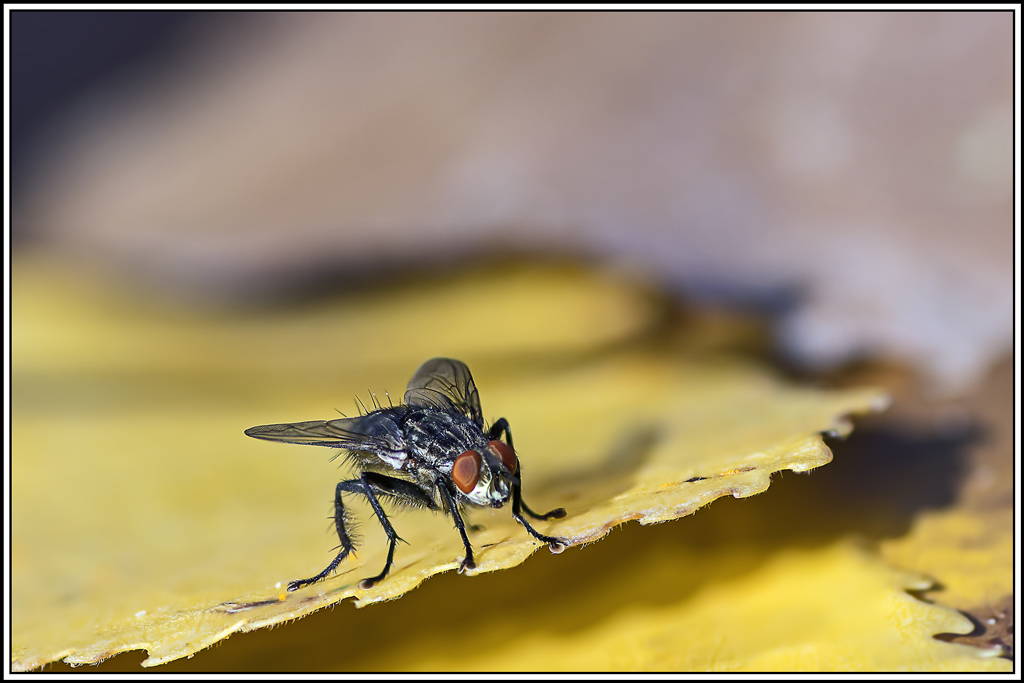 mouche-a-damier(sarcophaga-carnaria)(38_41).jpg