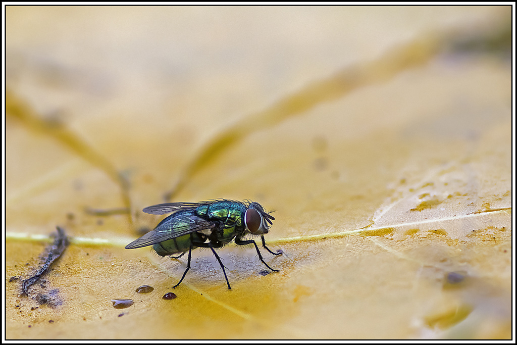 lucilie-soyeuse(lucilia-sericata)(23_28).jpg