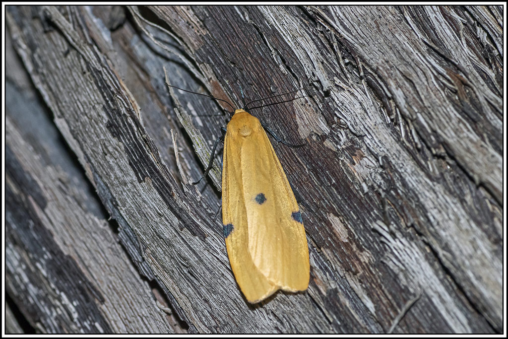 lithosie-quadrille(lithosia-quadra)(2).jpg