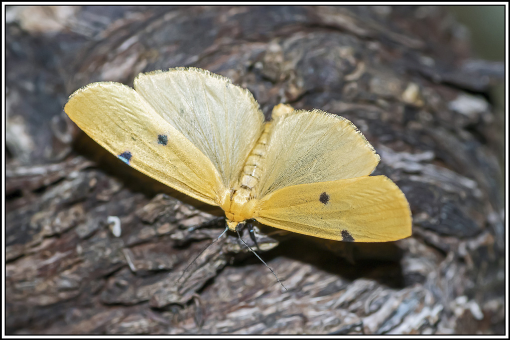 lithosie-quadrille(lithosia-quadra)(3).jpg