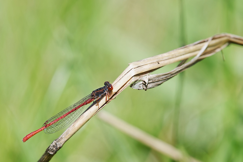 DSC_8259_DxO.jpg