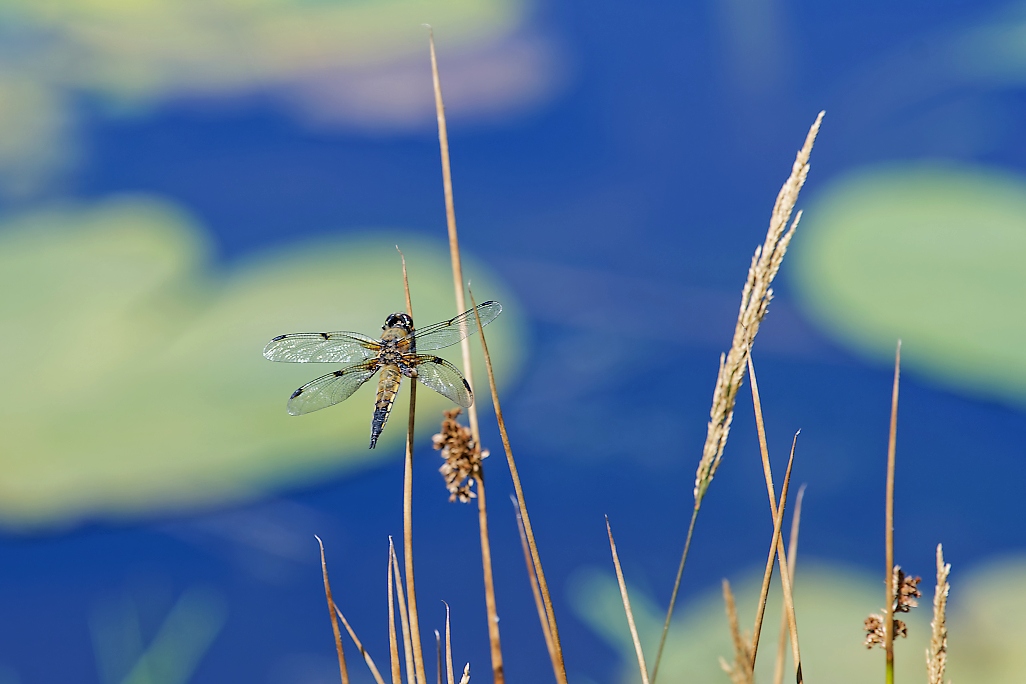 DSC_8290_DxO.jpg