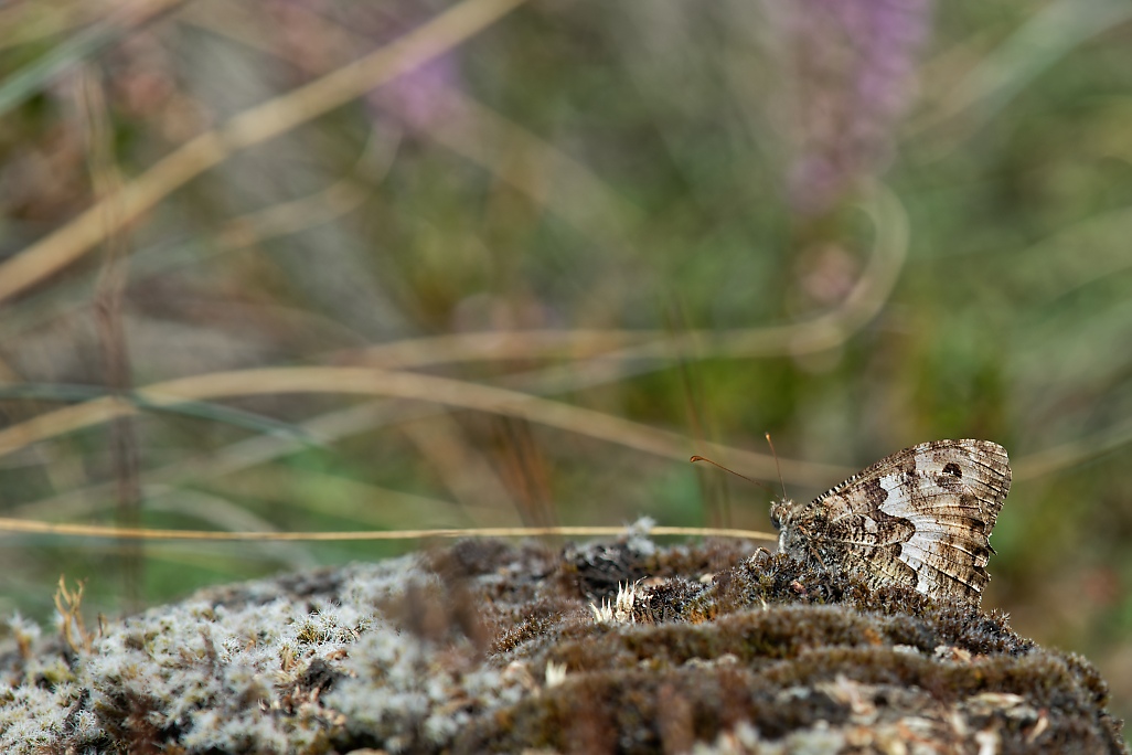 DSC_1833_DxO.jpg