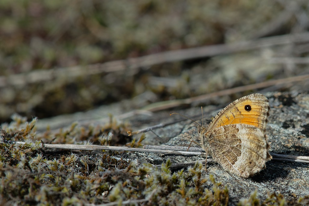 DSC_1866_DxO.jpg