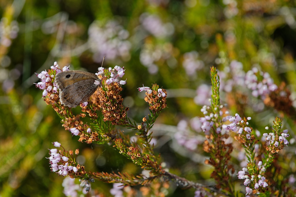 DSC_1880_DxO.jpg