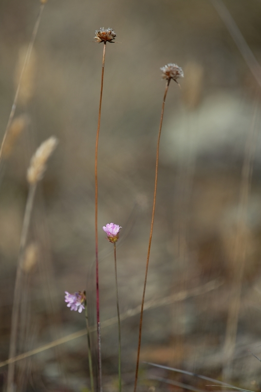 DSC_1937_DxO.jpg
