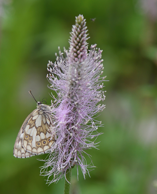 DSC_0467.jpg