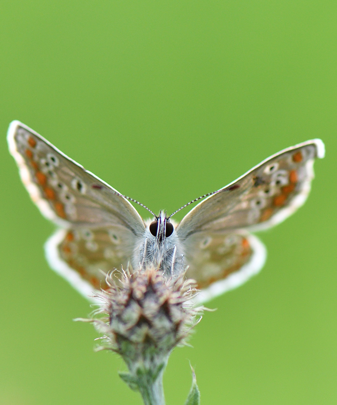 DSC_0427.jpg