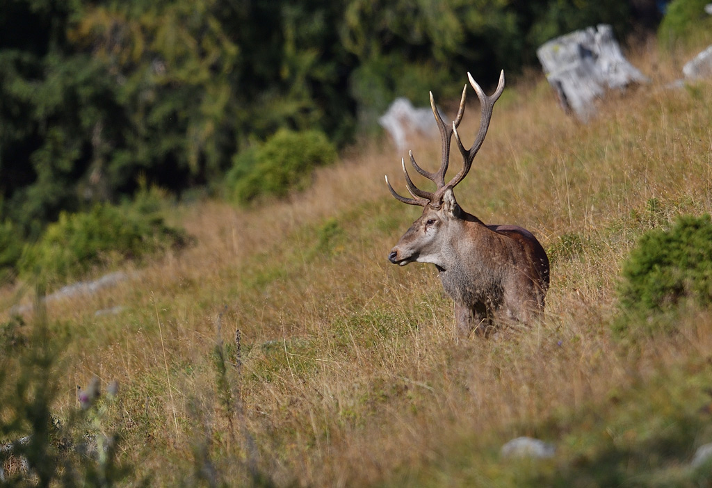 DS5_3299.jpg