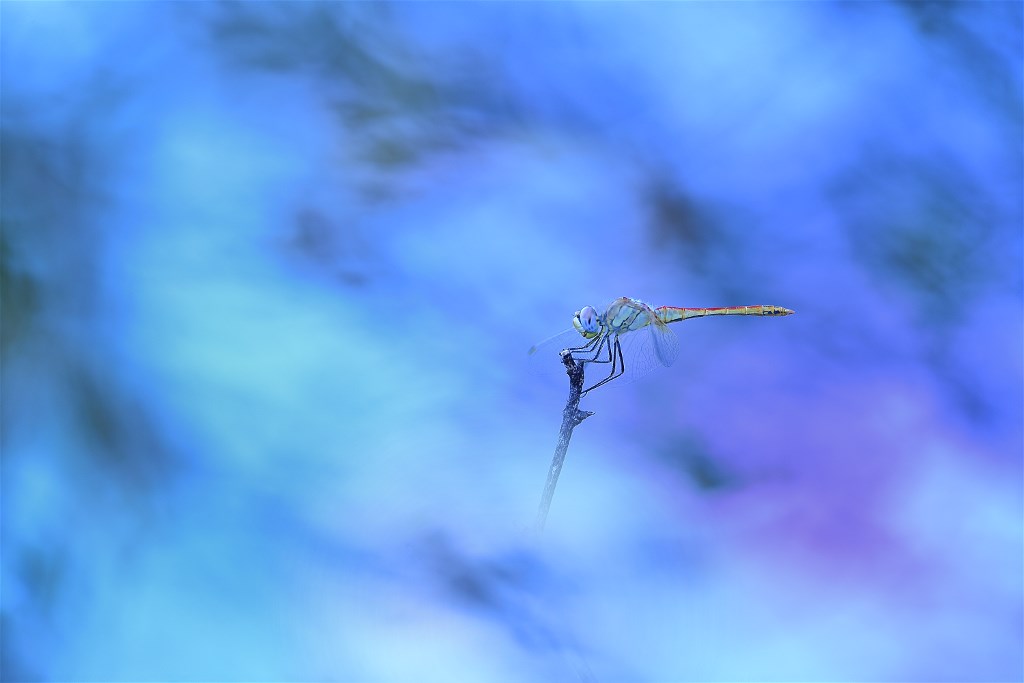 DSC_7788.jpg