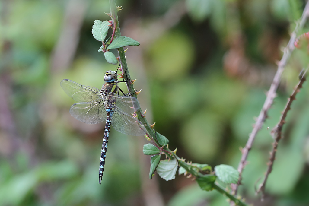 C57I5743 IN.jpg