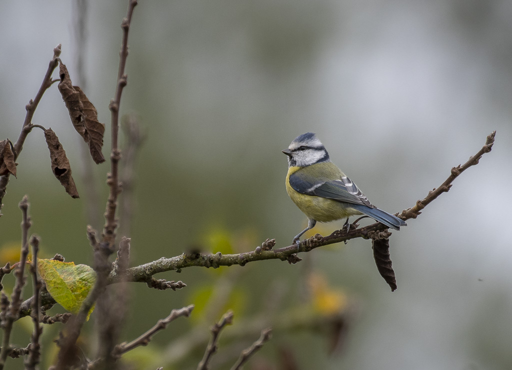 Mésange bleue-2.jpg