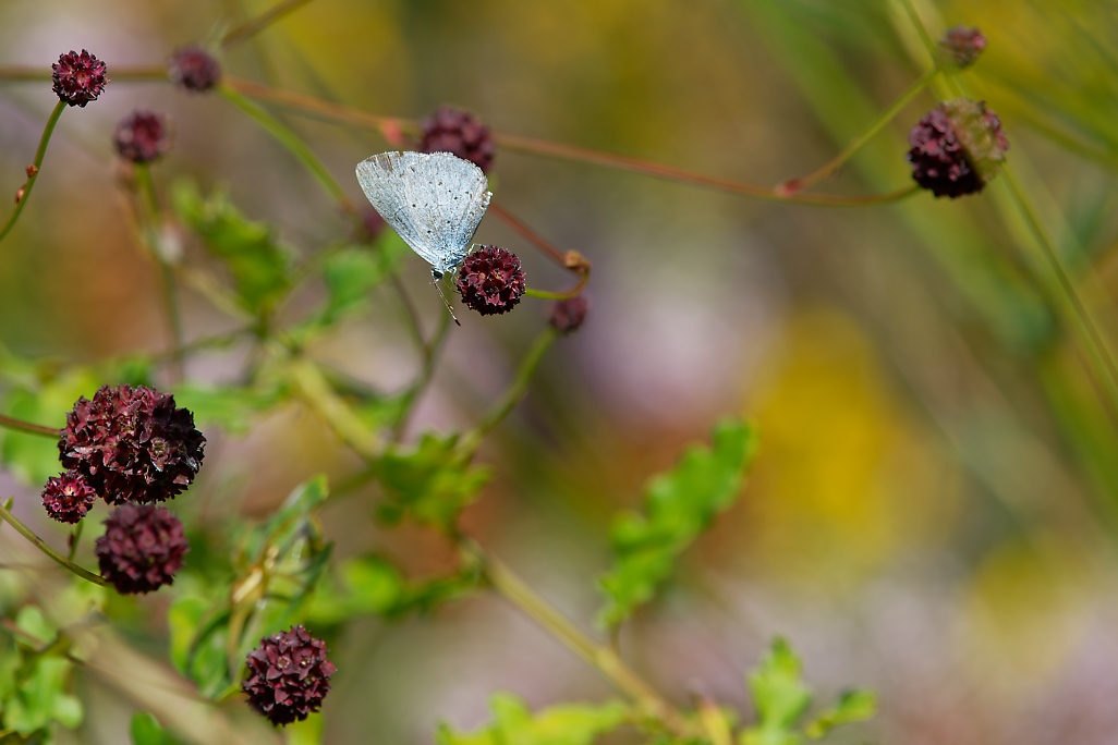 DSC_1827_DxO.jpg