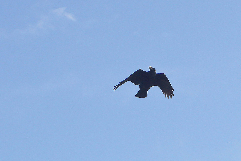 Grand corbeau 1.jpg