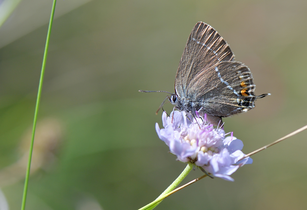 DS5_2809.jpg
