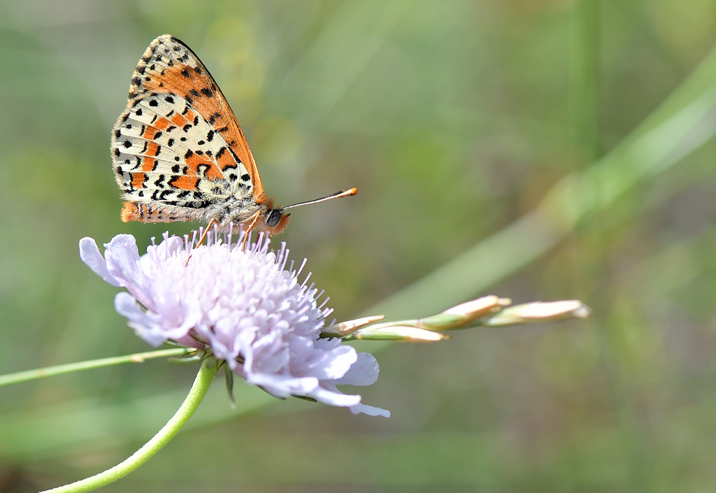 DS5_2827.jpg