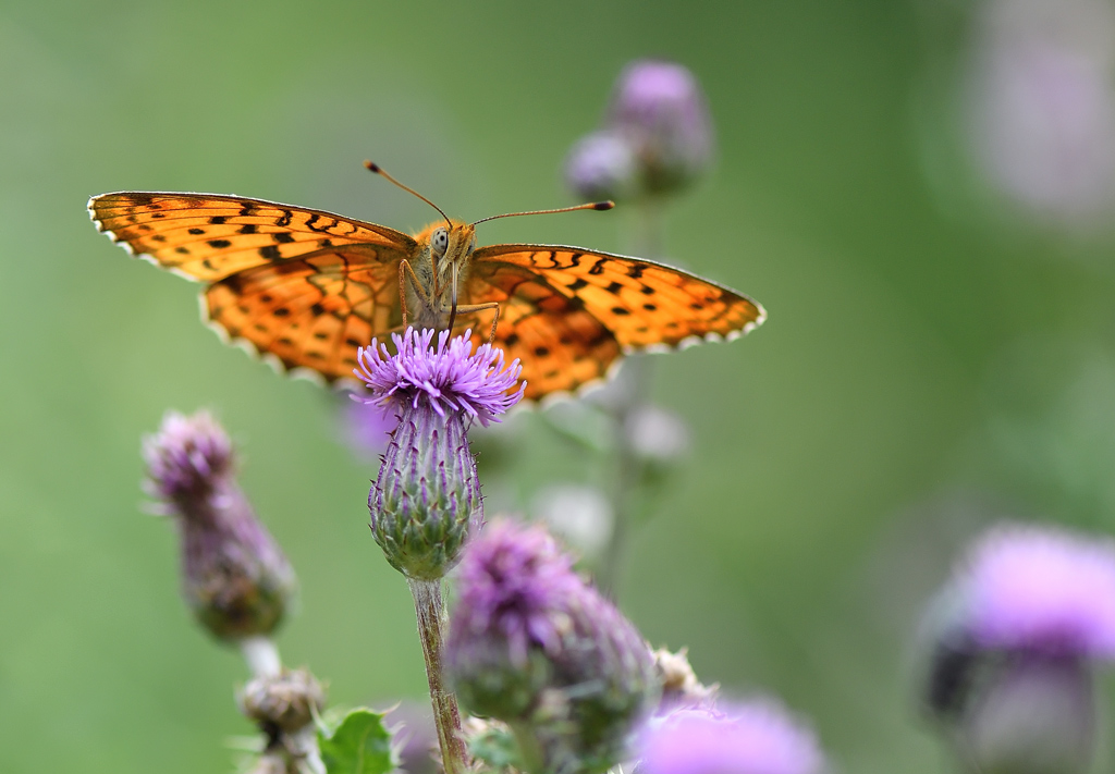 DS5_9302.jpg
