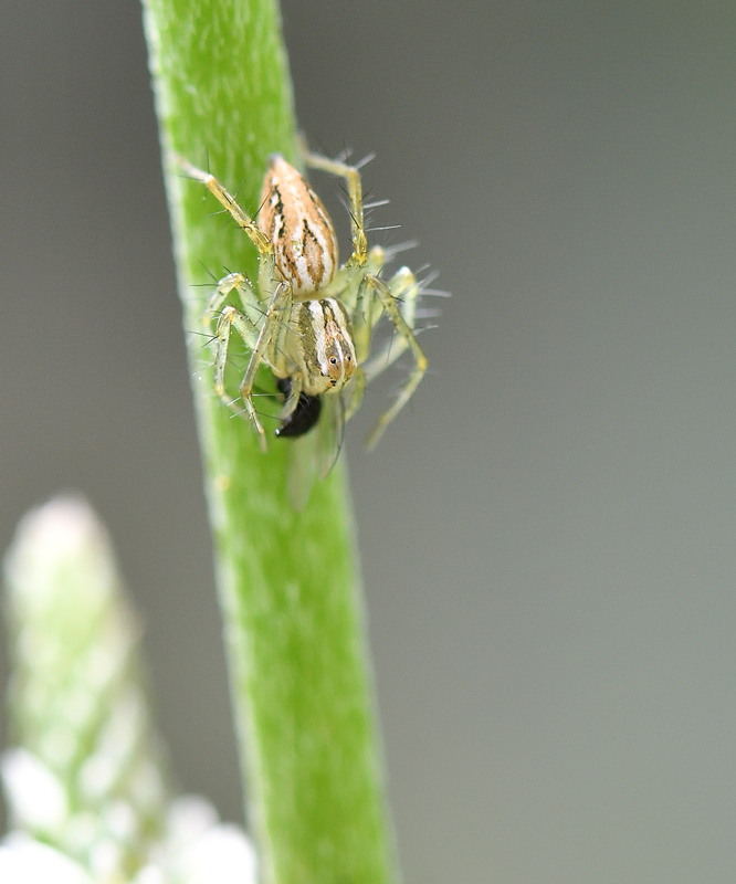 DS5_8654.jpg