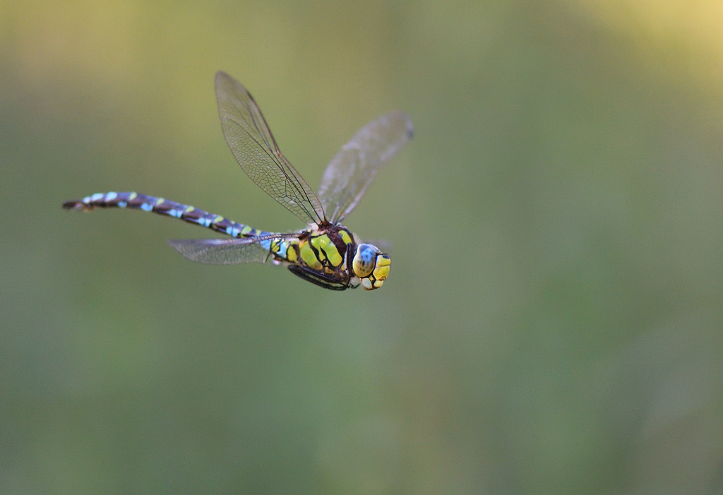 DSC_1945.jpg