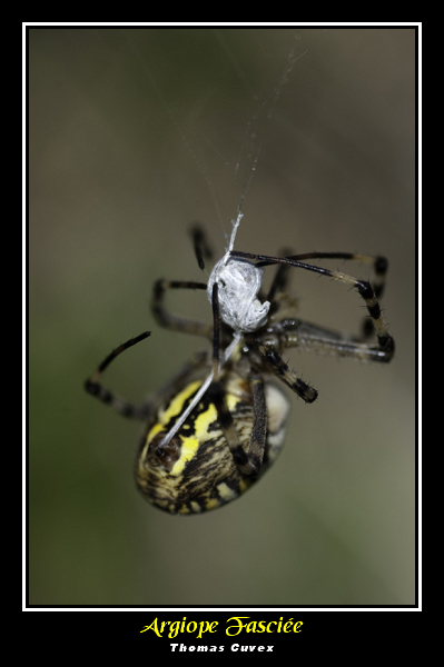 Argiope-fasciée01.jpg