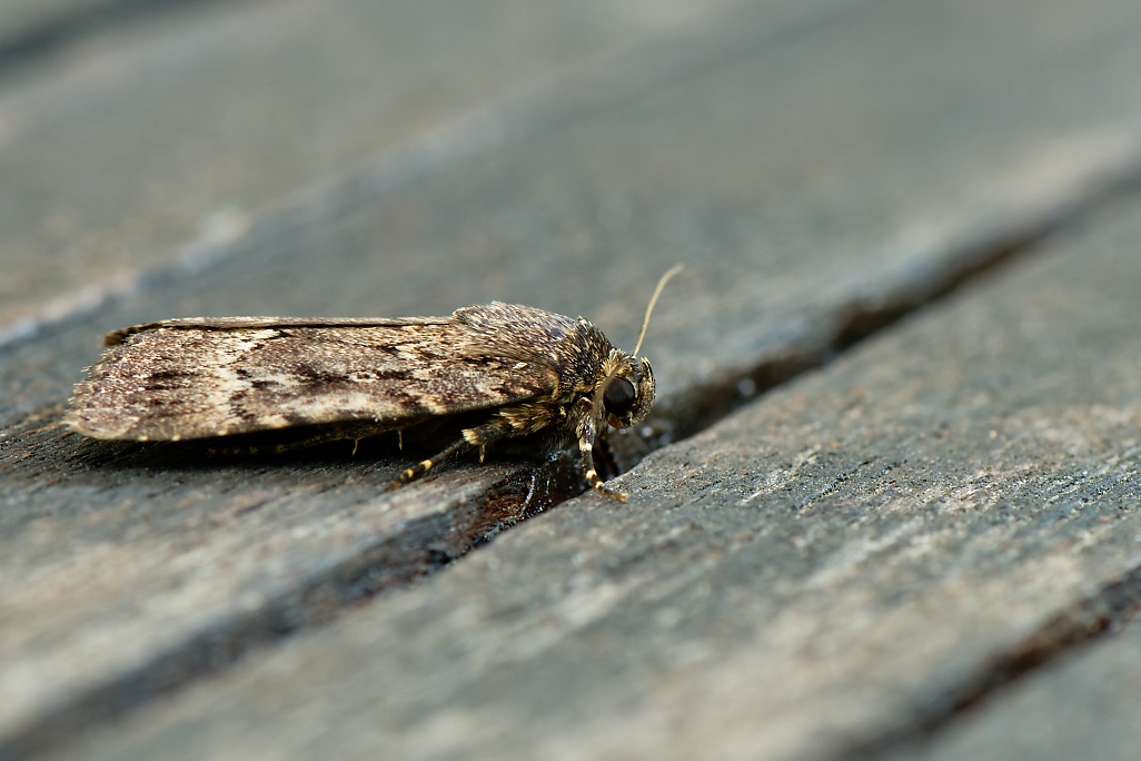 DSC_1777_DxO.jpg