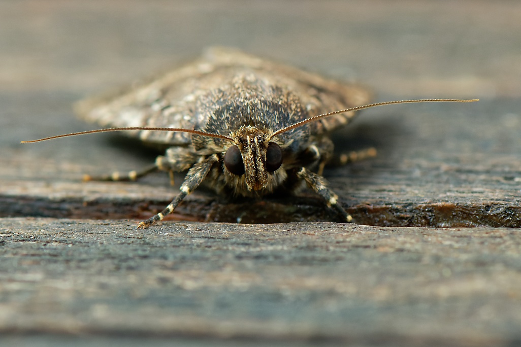 DSC_1781_DxO.jpg