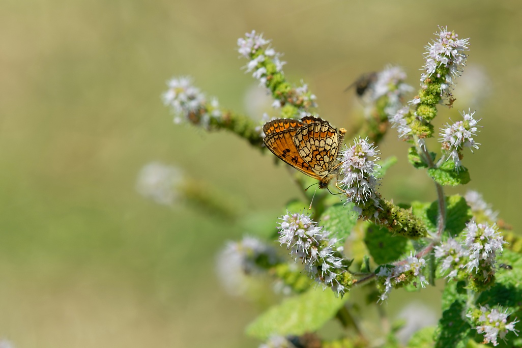 DSC_1783_DxO.jpg