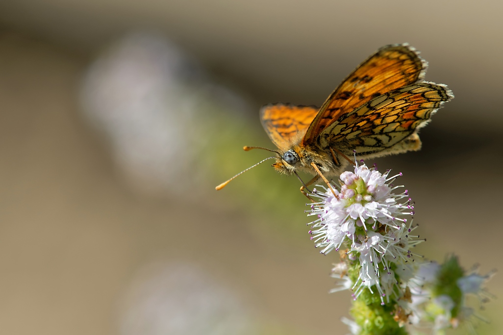 DSC_1788_DxO.jpg